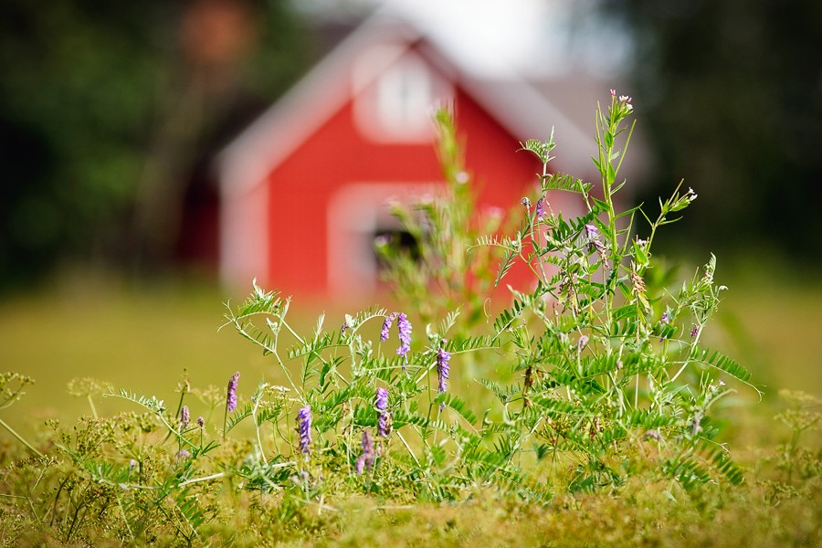 Flowers ... and a barn.