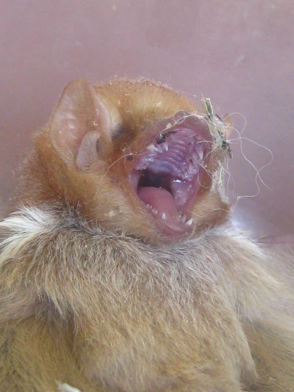 Bat Pouncing Screaming bat by Rachilly on DeviantArt
