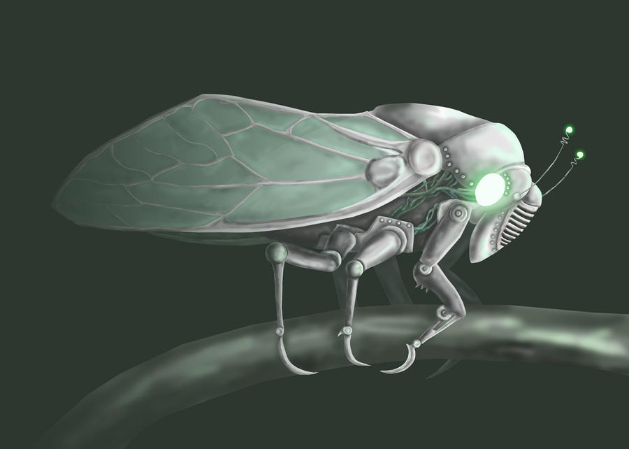 Cicada