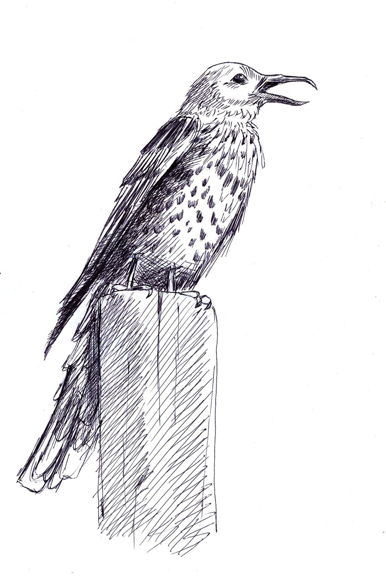 Mistle Thrush