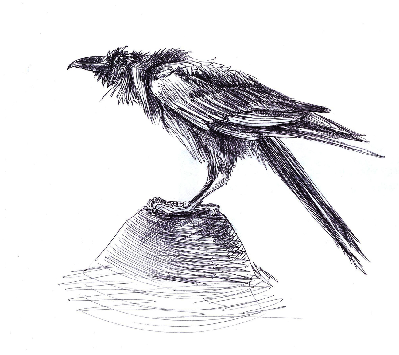 Common Raven