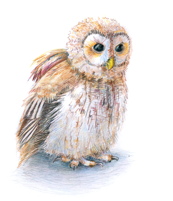 Tawny Owl