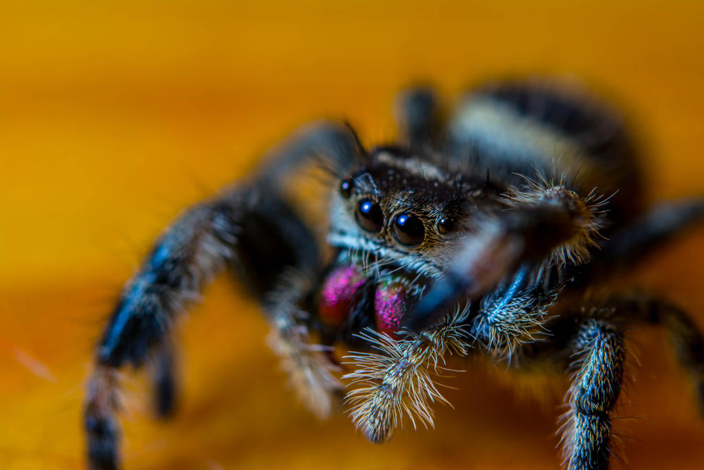 Bold Jumping Spider