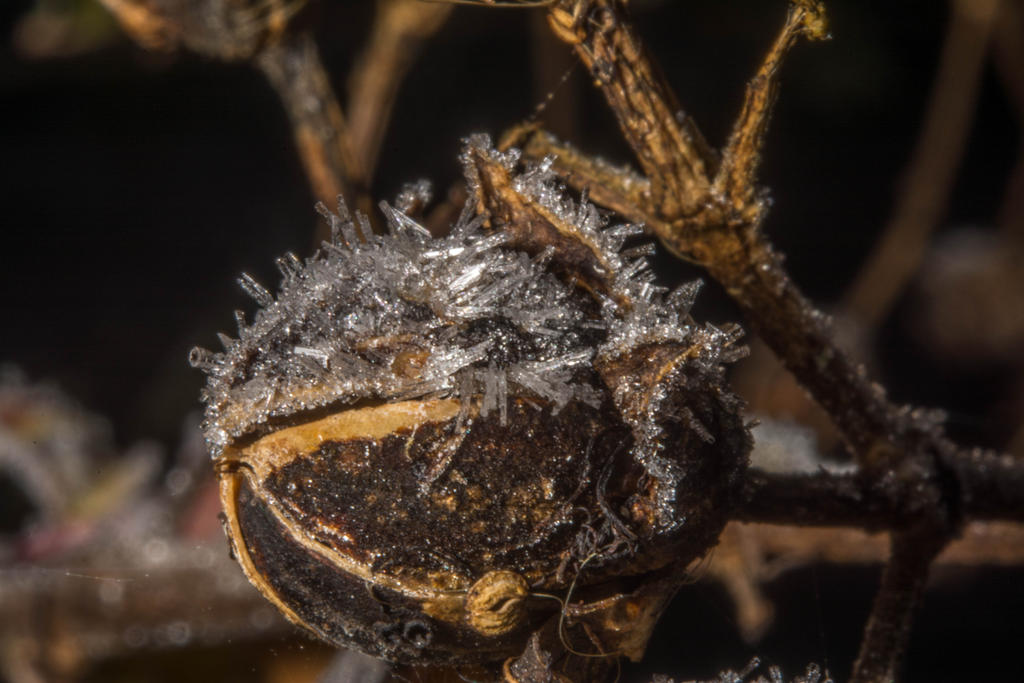 Ice Crystals