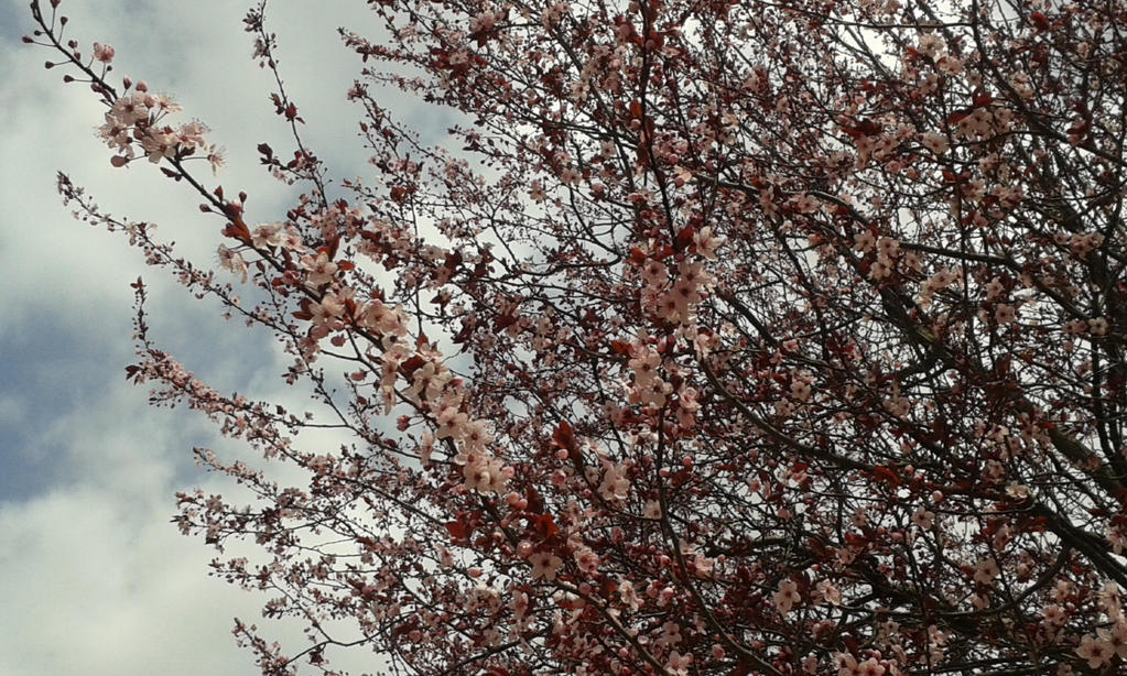 First pink flowers