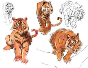 Tiger Studies