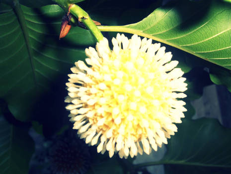 beautiful flower_2