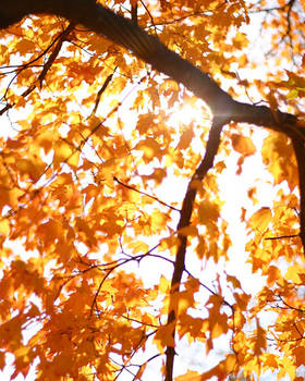 Klp Fall klp-photo - Professional, Photographer | DeviantArt