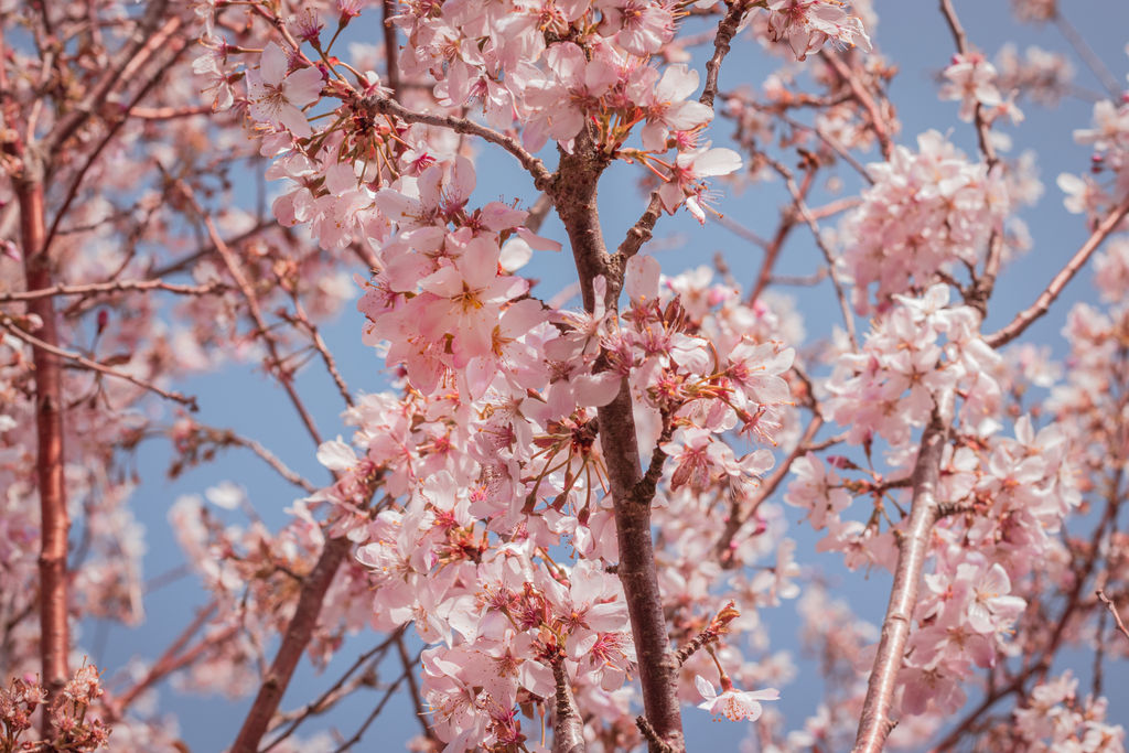 Bloom Into Spring Blooming into Spring by creativefox03 on DeviantArt
