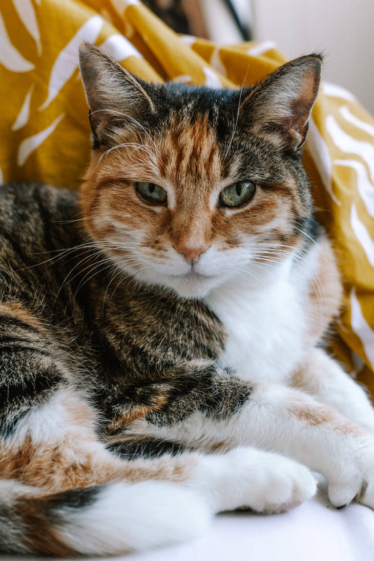 Little Miss Tigger by creativefox03 on DeviantArt