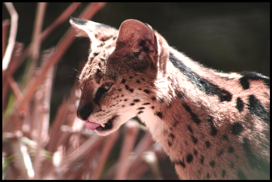 .serval.