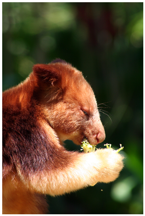 Tree Kangaroo I