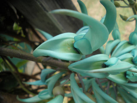 Jade vine