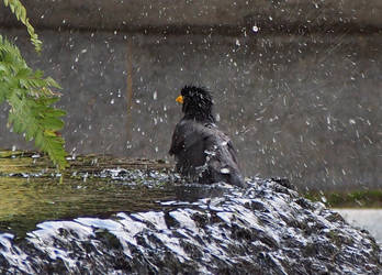 Mynah Bath