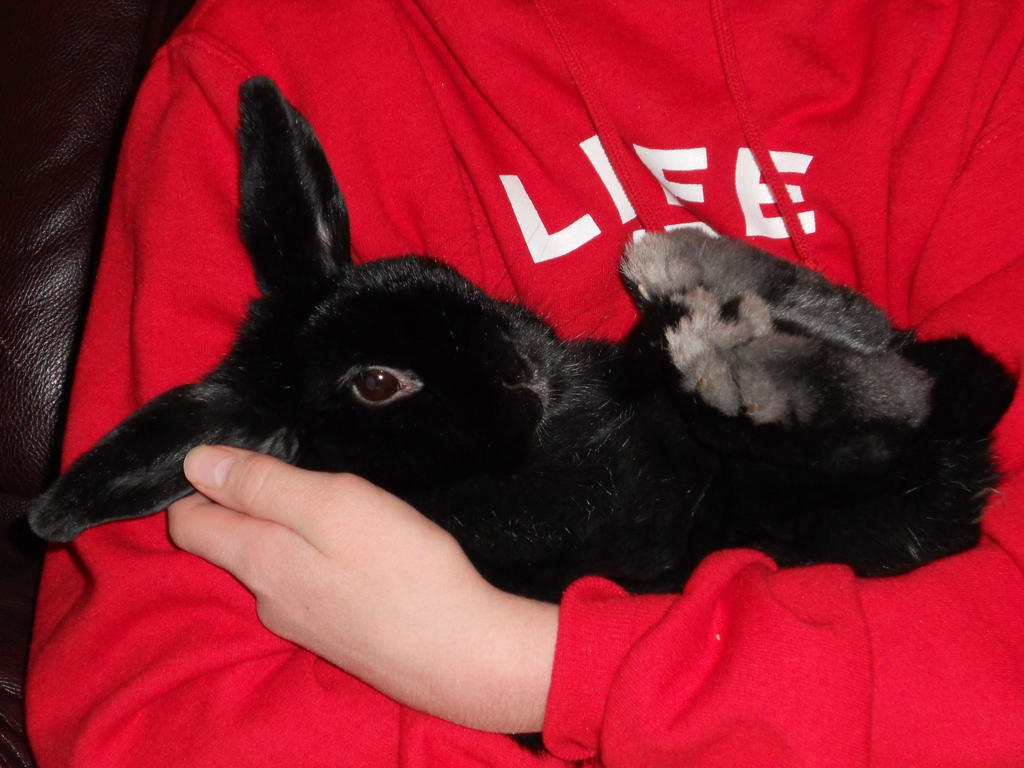 Shadow Rabbit Reference by X-Strike-Fire-Dragon on DeviantArt