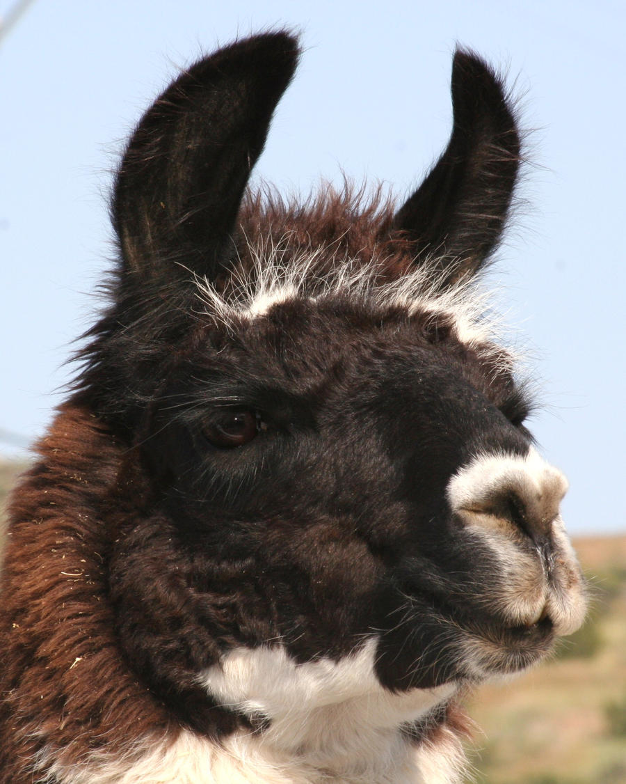 Llama 2