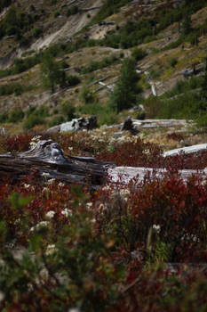 Autumn at mount st helens