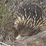 Echidna