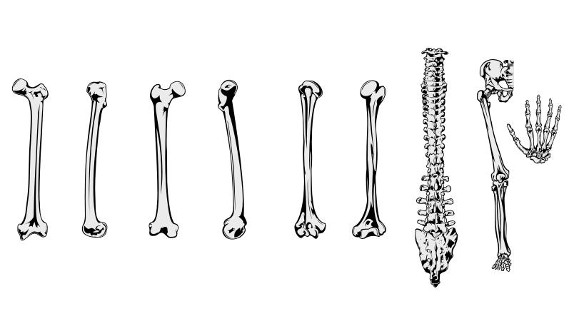Bones r. Кости человека. Кость нарисованная. Кости эскиз. Стилизованные кости.