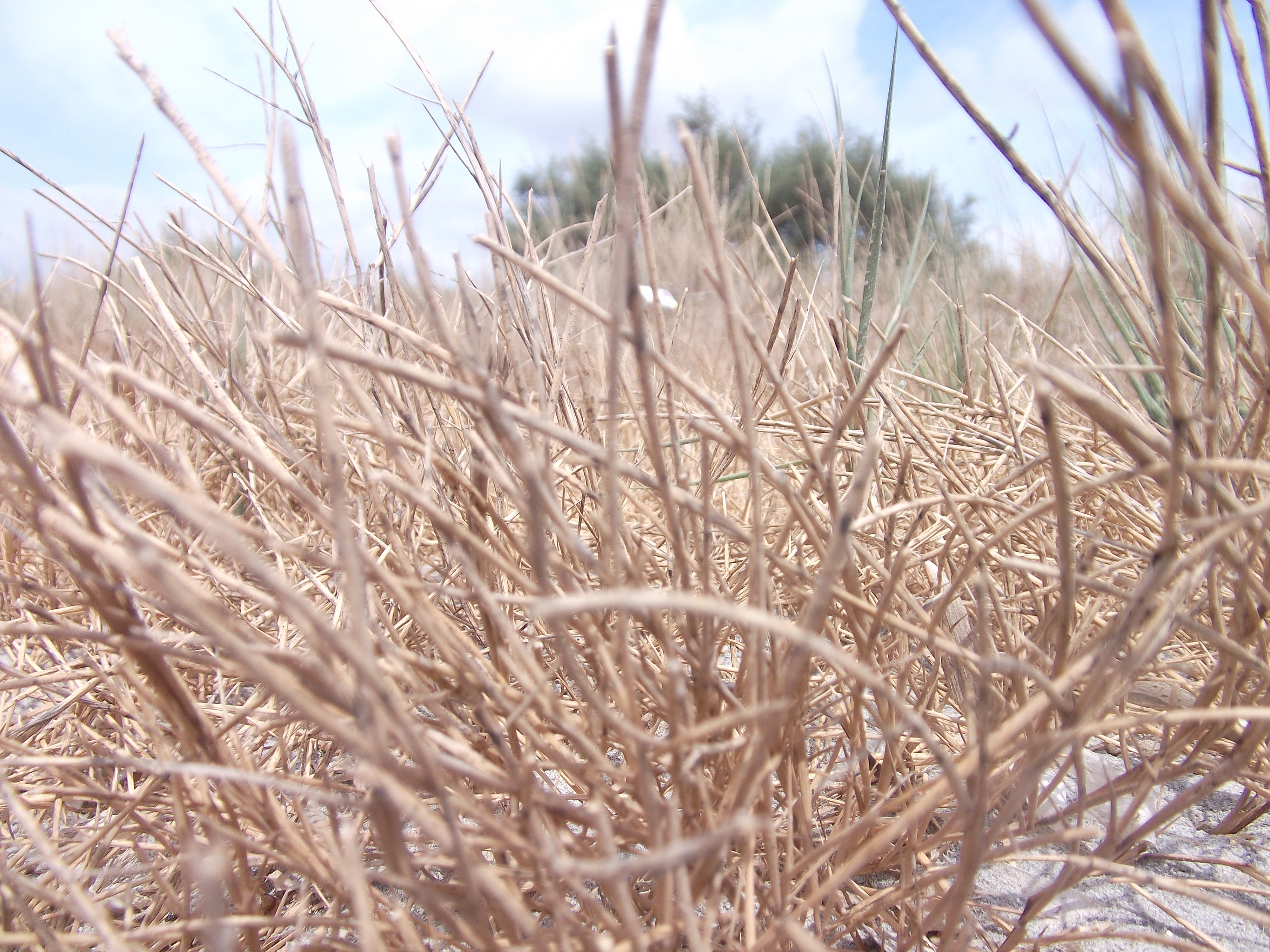 Tall Grass