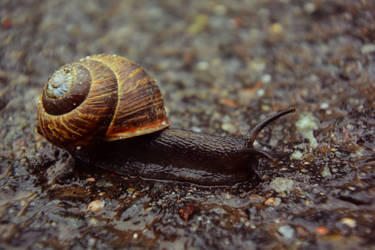 Snail after raining