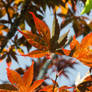 Red Japanese Maple