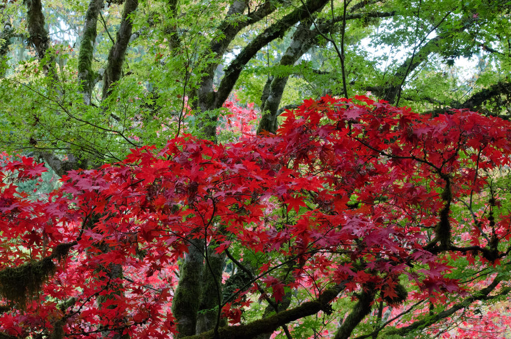 The Red and The Green