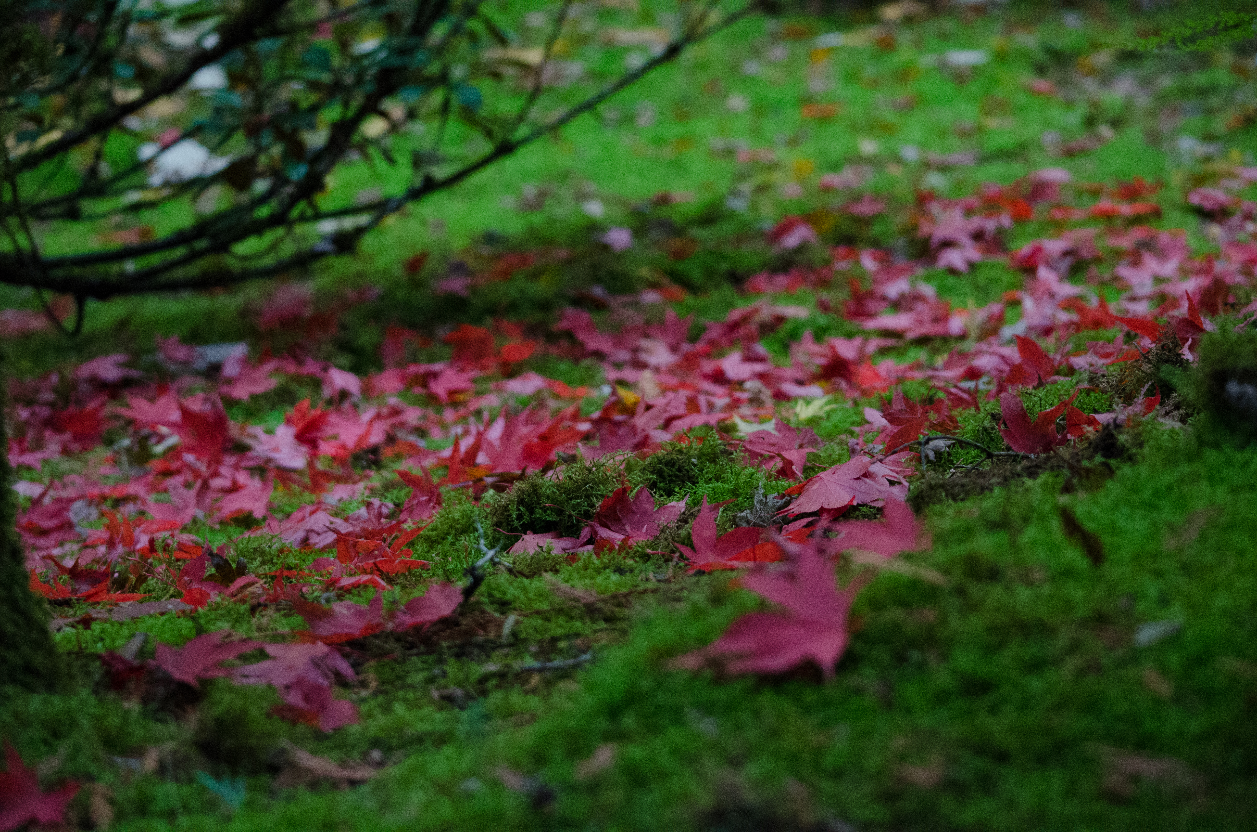 Fallen Upon Moss