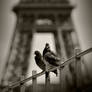 two doves and eiffel tower