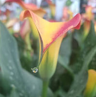 Calla Lilly