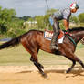 Racehorse 13
