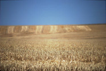 Channeled Scablands Farm