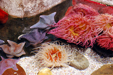 Anemones and Sea Stars