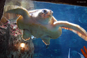 Loggerhead Sea Turtle