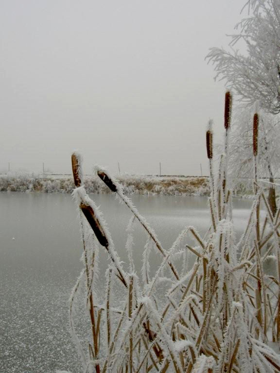 Frozen Reed by YankeeMao on DeviantArt