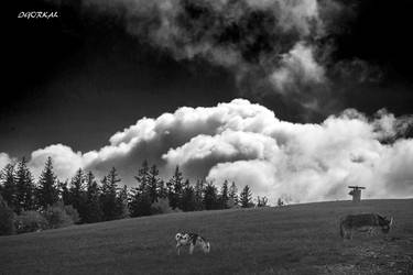 Clouds And Fields