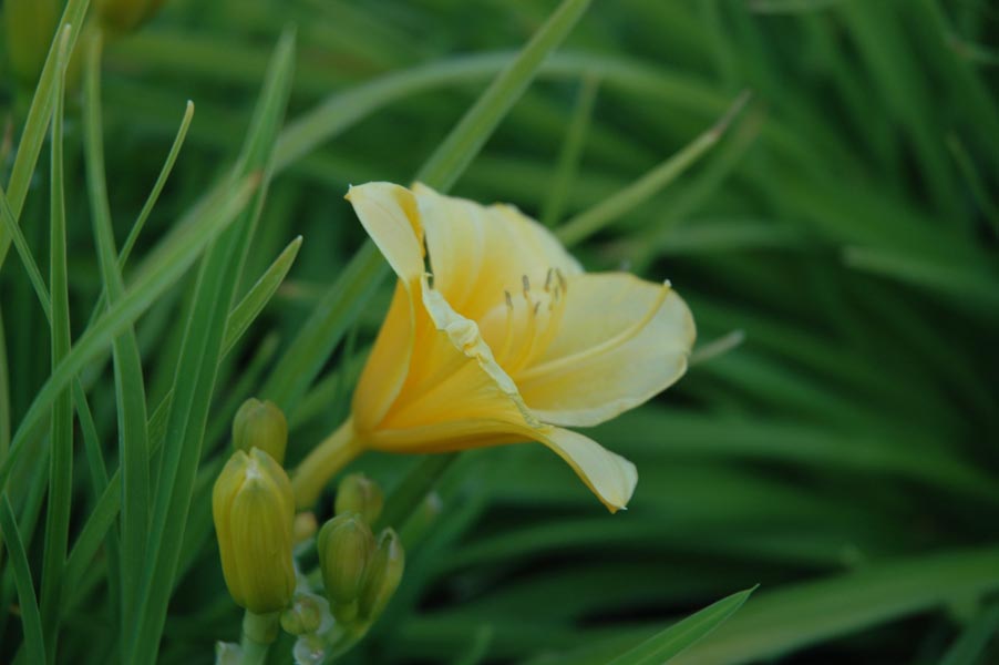 Yellow Flower