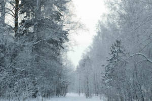 Winter in Siberia