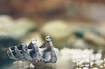 sea - shell 1 by igulla
