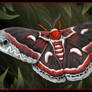 Cecropia Moth