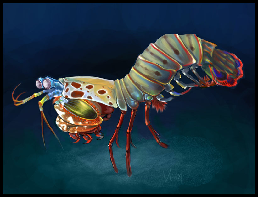 Mantis Shrimp Drawing Easy