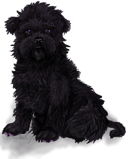 Affenpinscher, bby