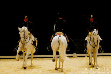 Lipizzaners - II