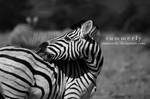 Namibia - XXII by Summerly