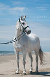 Ruby IV by Summerly
