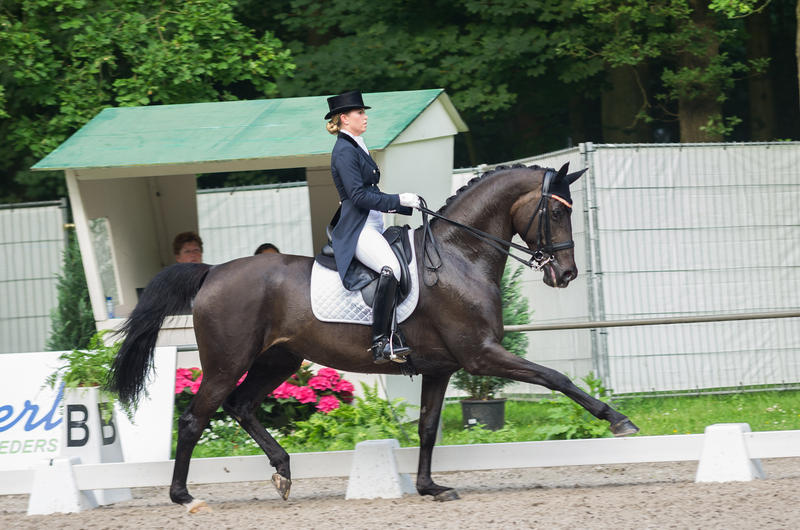 Dressage Stock - XIV by Summerly