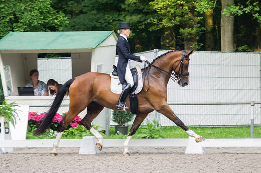 Dressage Stock - XVI