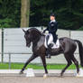 Dressage Stock - XX