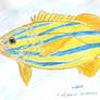 bluestripe snapper - Lutjanus kasmira