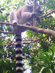 Ring Tailed Lemur